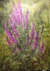 purple loosestrife with pollinators, bee and butterfly