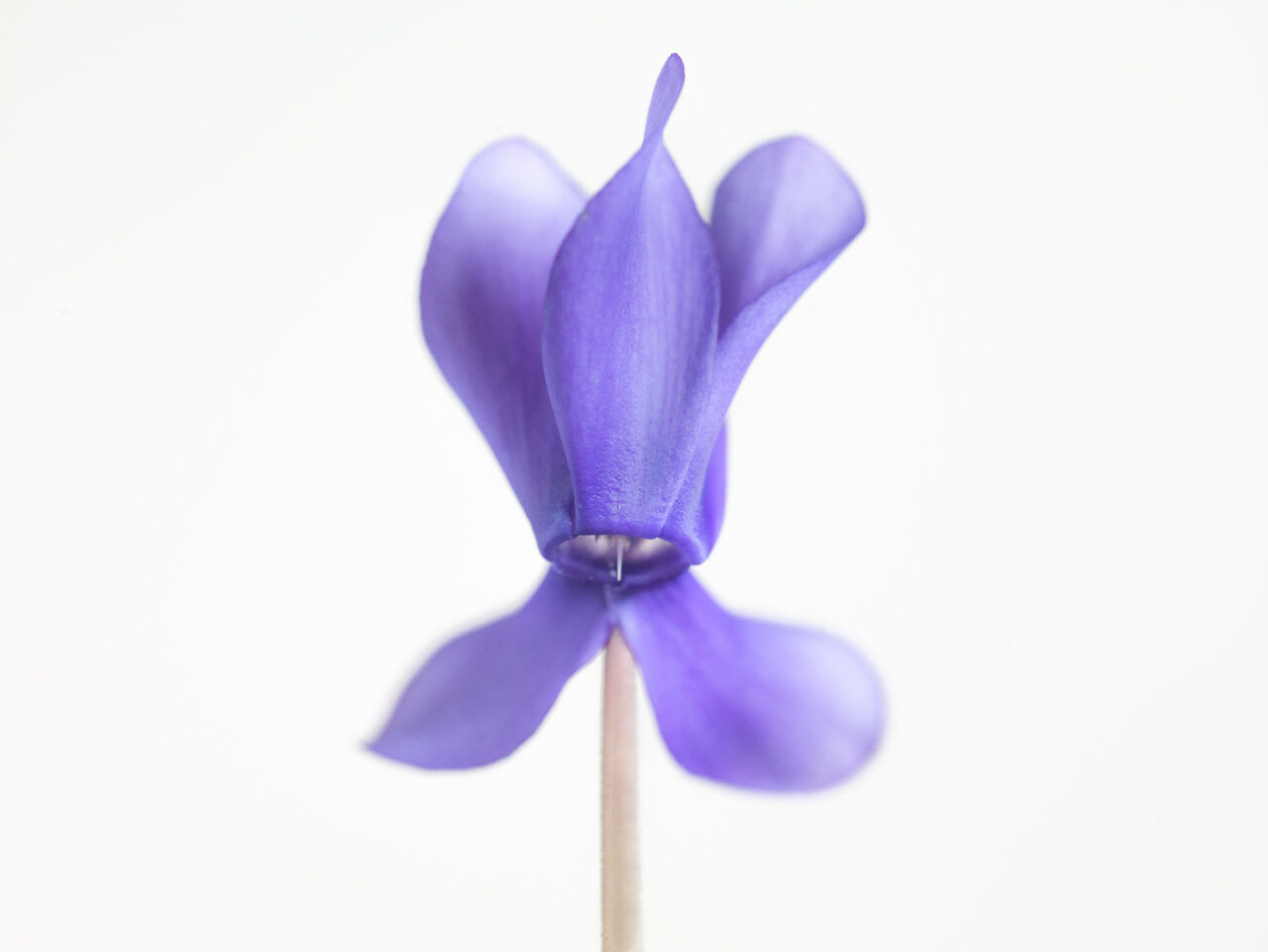 cyclamen