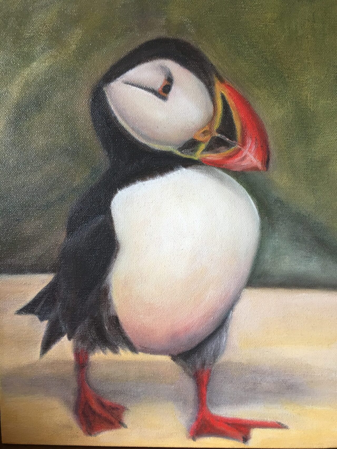black and white puffin with orange beak and legs walking