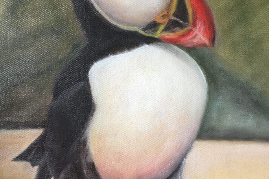 black and white puffin with orange beak and legs walking