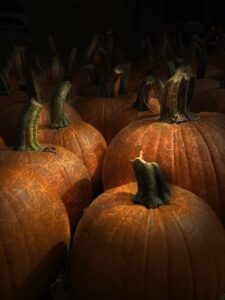 11 x 14” Augmented Digital photography_ orange pumpkins grouped on a field, seemingly in evening with light of lace like design shining on them to make them look like they are made of lace.