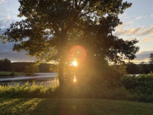 rays of the sunrise travel through tree creating a portal shape