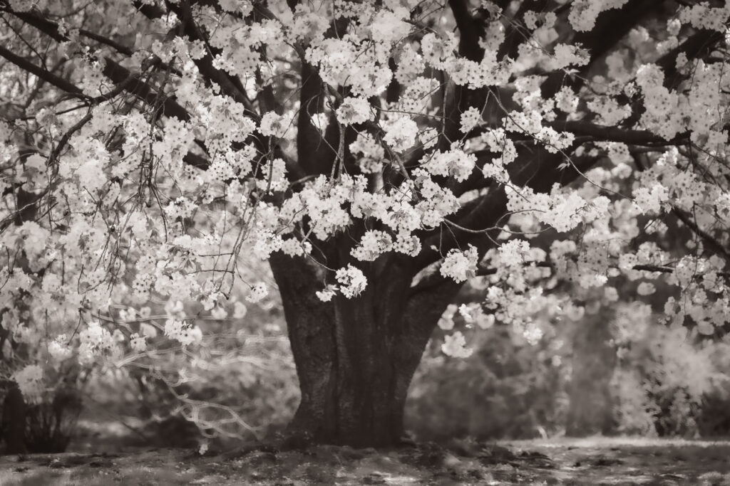 soft focus sepia toned flowering tree