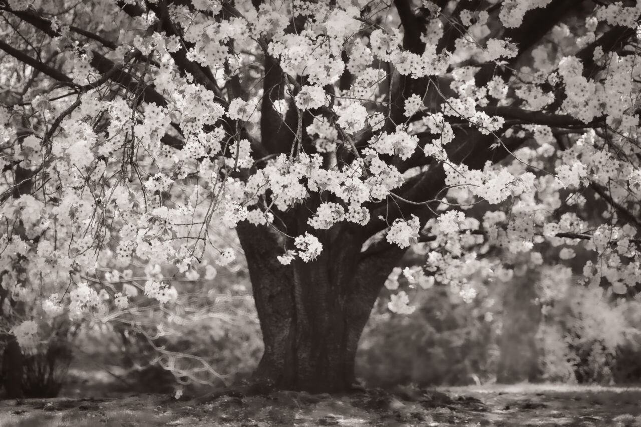 soft focus sepia toned flowering tree