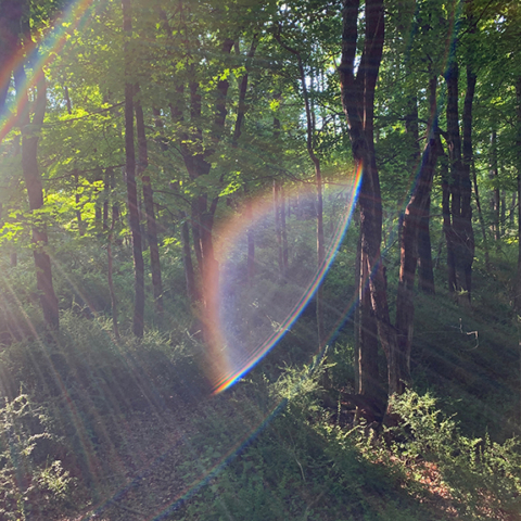 Sun streaming through woods creates beams and a portal to...