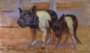 Two black and white piglets enjoying the noon day sun - Sheperd