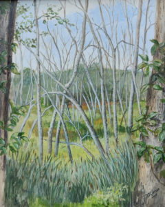 Trees in swamp, spring growth, many trees bare