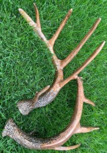 Set of Lifesize Whitetail deer antler sheds made from steel with bronze finish
