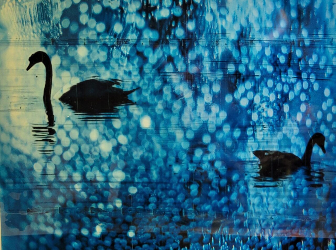 Swans – 8x10—photo’s on acetate – 2 white swan photo superimposed o blue bubbles